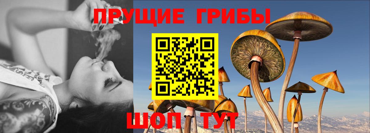 Псилоцибиновые грибы GOLDEN TEACHER  Вход с VPN  Санкт-Петербург 